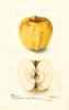 Apples, Claribel (1900)