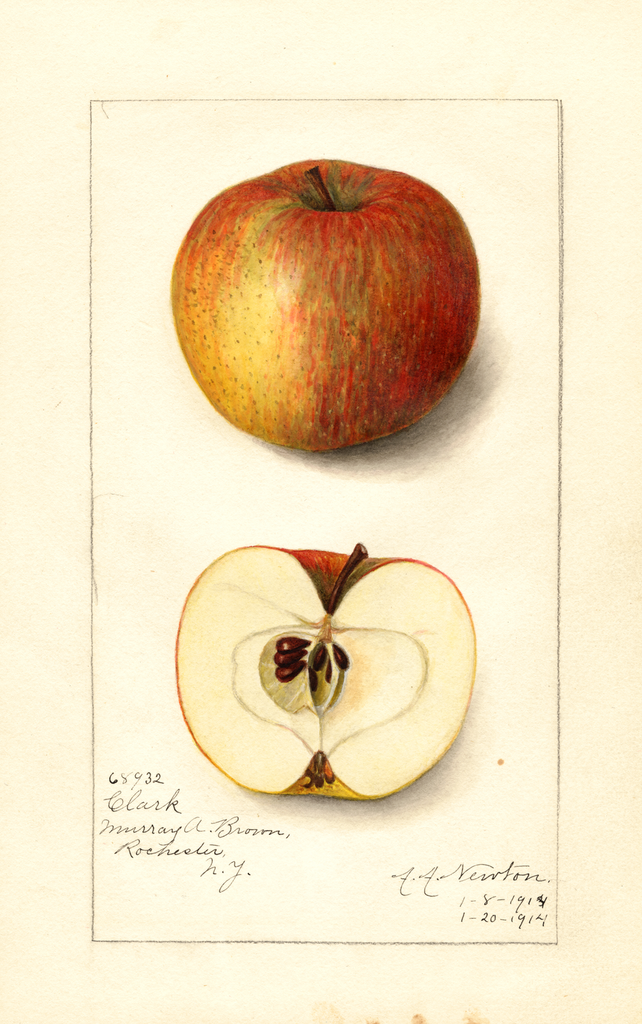 Apples, Clark (1914)
