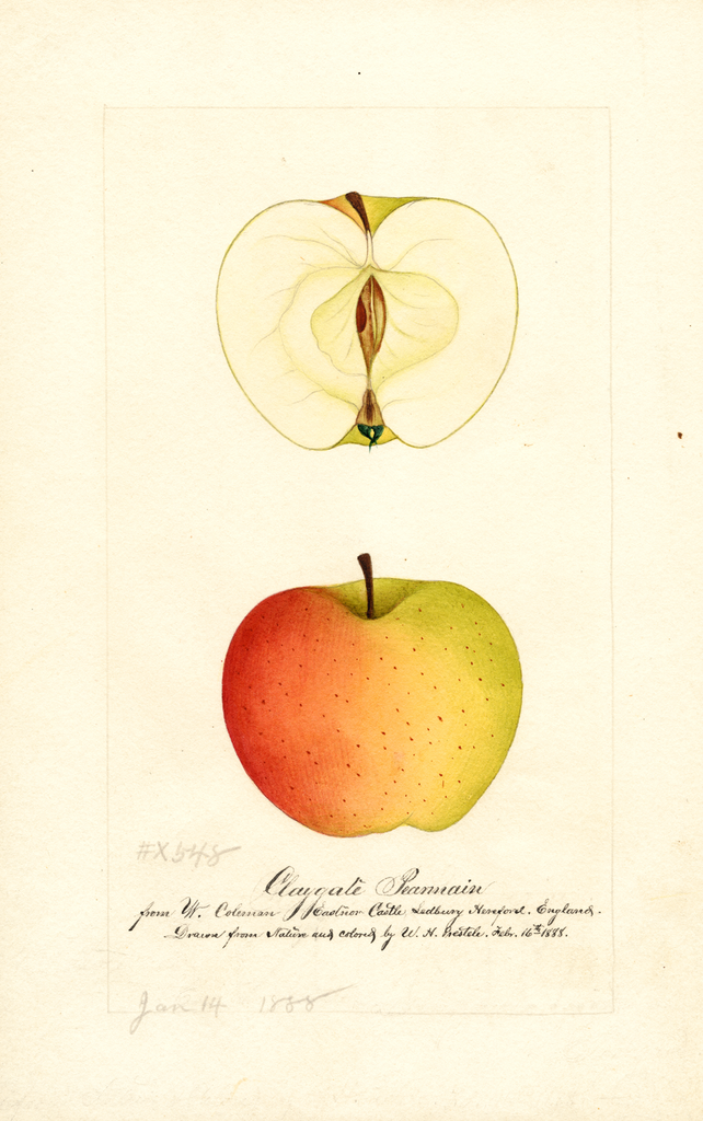 Apples, Claygate Pearmain (1888)