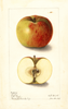 Apples, Clayton (1905)
