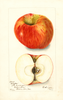 Apples, Clayton (1903)