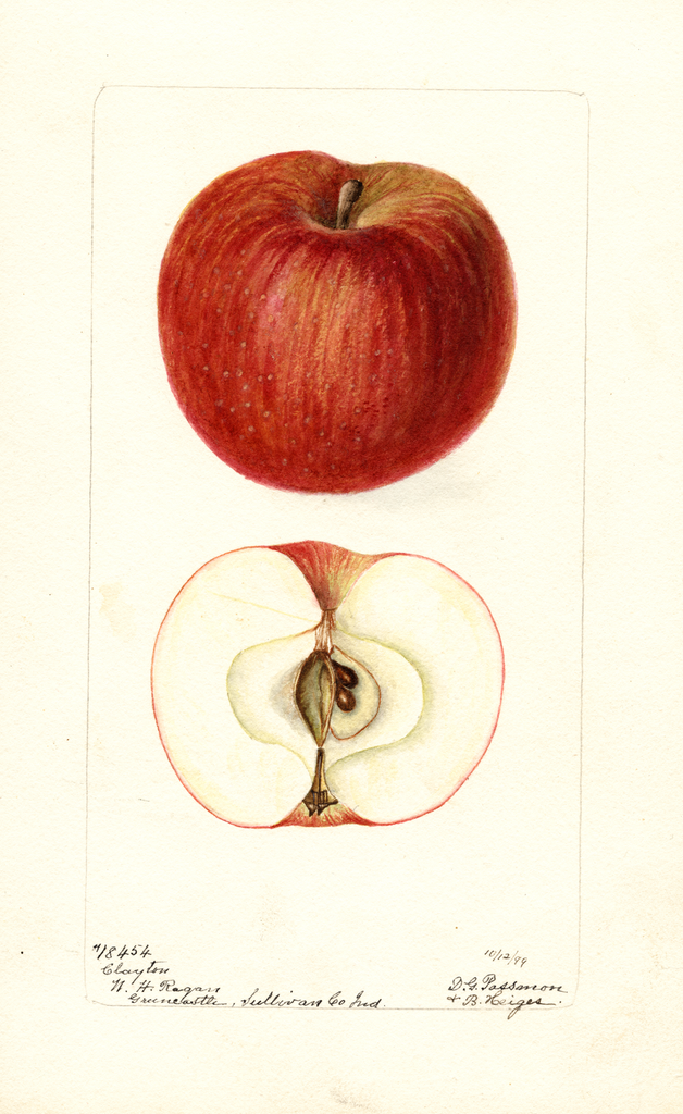 Apples, Clayton (1899)