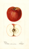 Apples, Clayton (1899)