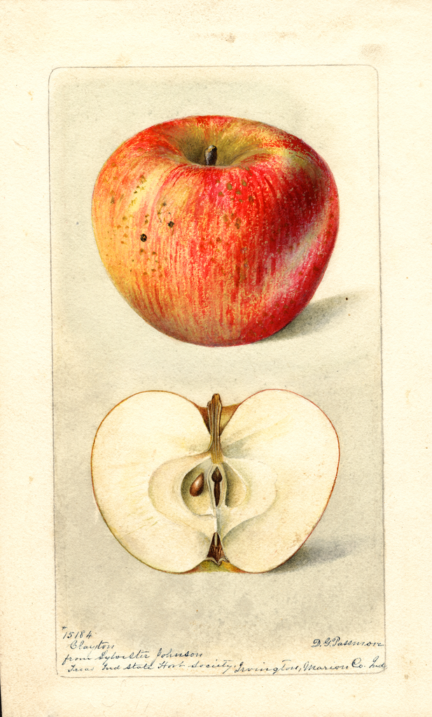 Apples, Clayton