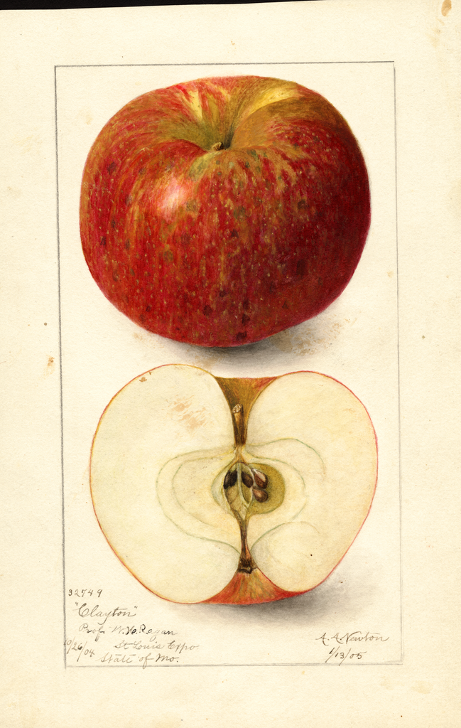 Apples, Clayton (1905)