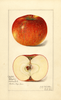 Apples, Clayton (1915)