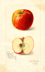 Apples, Cleever Red (1909)