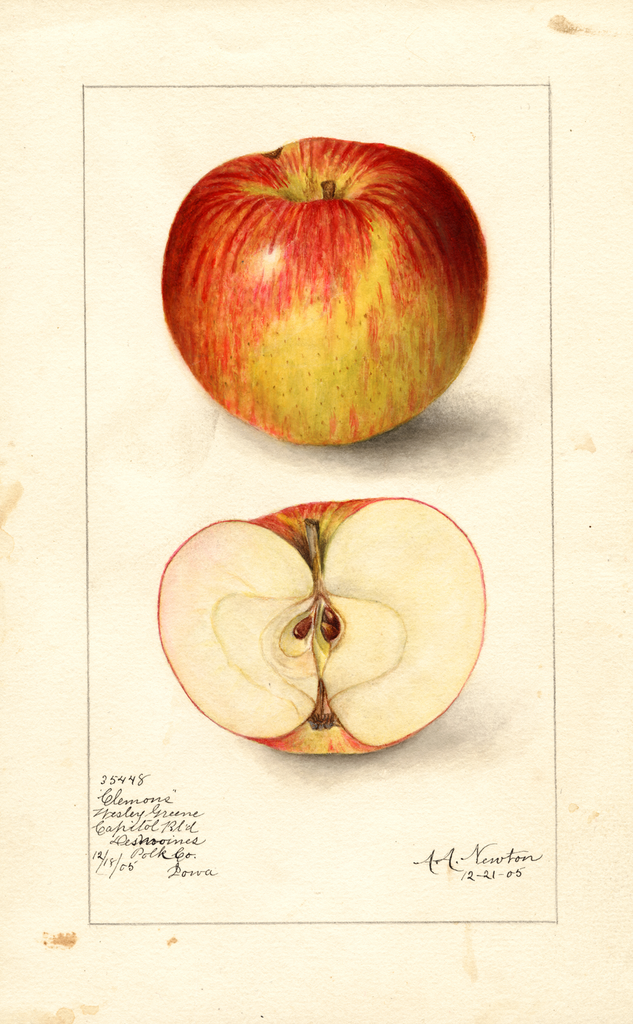 Apples, Clemons (1905)