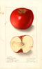 Apples, Brooke Blushed (1909)