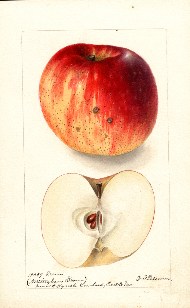 Apples, Nottingham Brown (1900)
