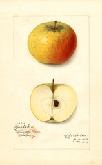 Apples, Buckskin (1913)