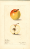 Apples, Buckskin (1907)