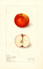 Apples, Cagle Seedling (1911)