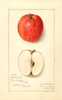 Apples, Calumet (1913)