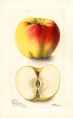Apples, Colville (1900)