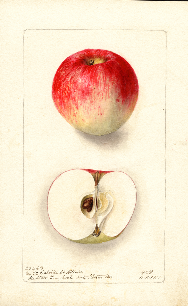 Apples, Calville St. Hillaire (1901)