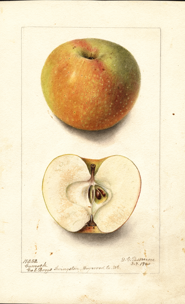 Apples, Camack (1900)