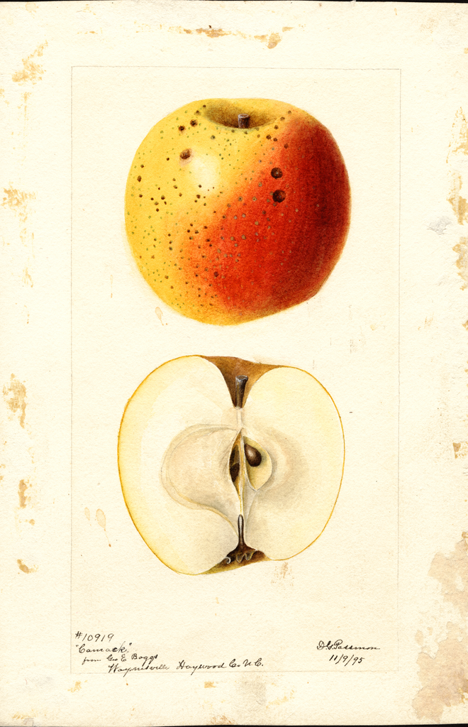 Apples, Camack (1895)