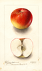 Apples, Spitzenbergen Camack (1900)