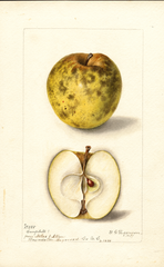 Apples, Campbell (1899)