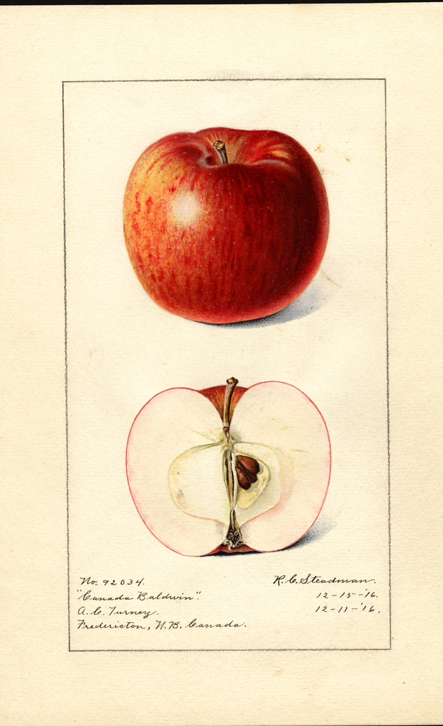 Apples, Canada Baldwin (1916)