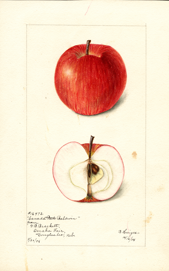 Apples, Canada Baldwin (1898)