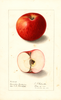 Apples, Canada Baldwin (1908)