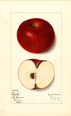 Apples, Cascade (1915)