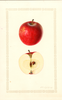 Apples, Casco (1929)