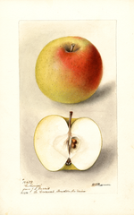Apples, Catherine (1898)