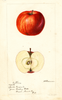 Apples, Catline (1895)