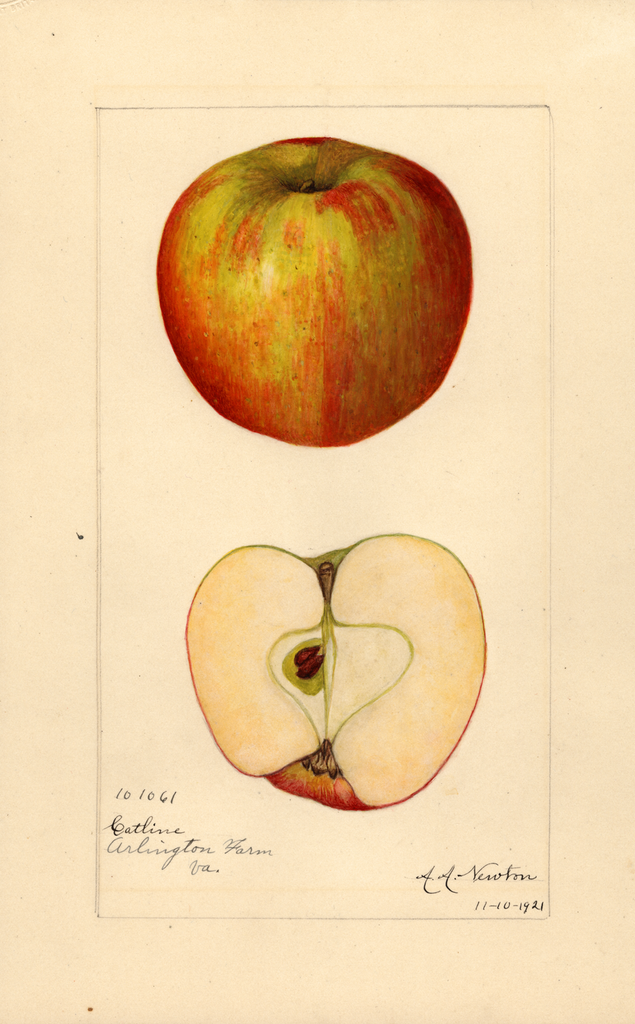 Apples, Catline (1921)