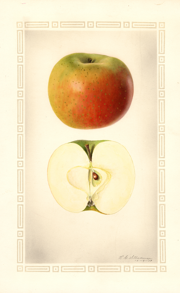 Apples, Catline (1929)