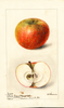 Apples, Winter Gripon (1899)