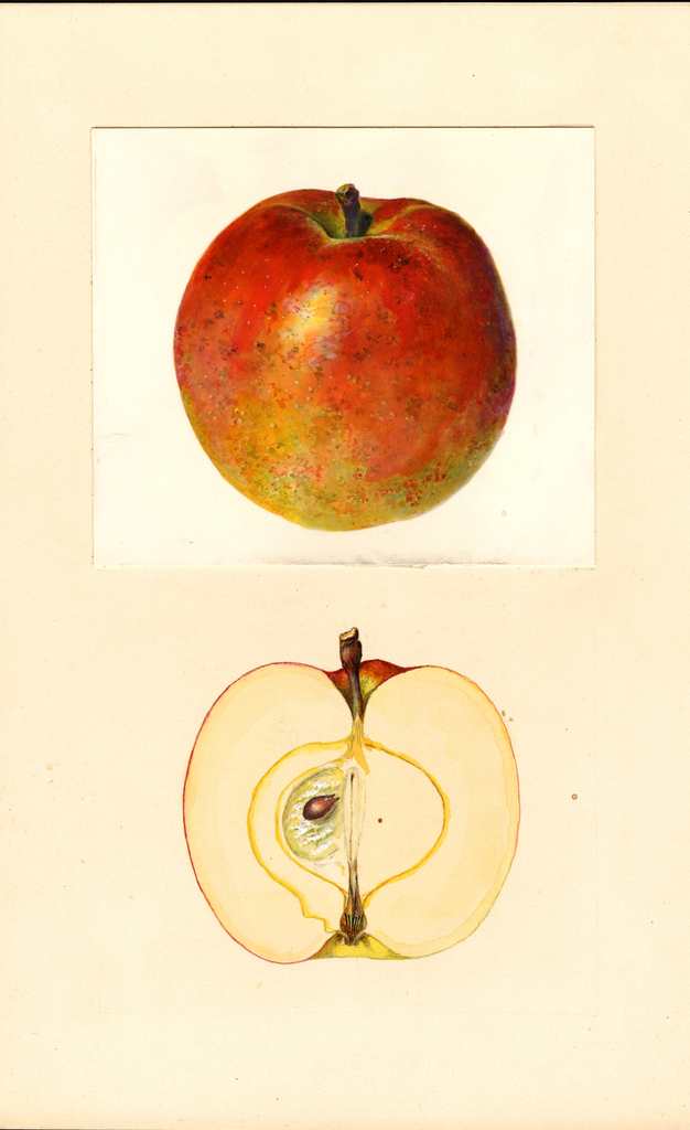 Apples, Cavilla Rosa D' Lucerna (1939)