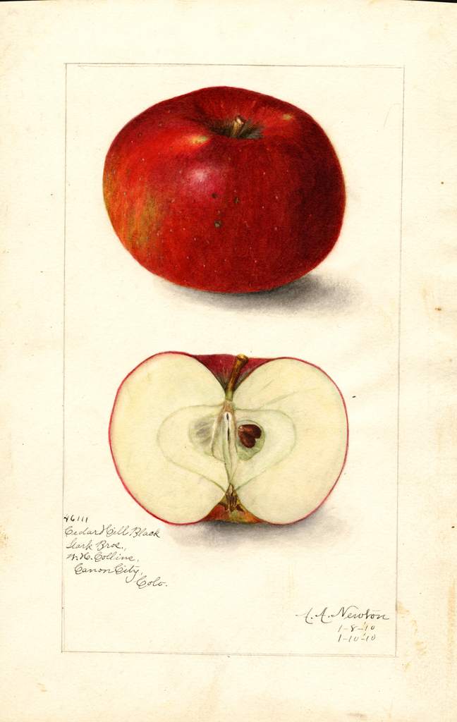 Apples, Cedar Hill Black (1910)