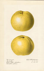 Apples, Celestia (1918)