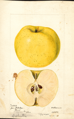 Apples, Celestia (1895)