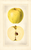 Apples, Celestia (1924)