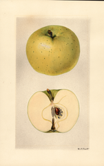 Apples, Celestia (1928)