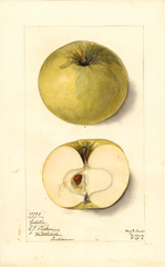Apples, Celestia (1912)