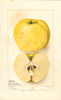 Apples, Celestia (1895)
