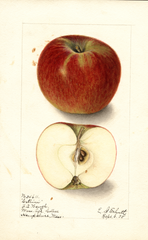 Apples, Cellini (1905)