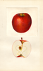 Apples, Cellina (1939)