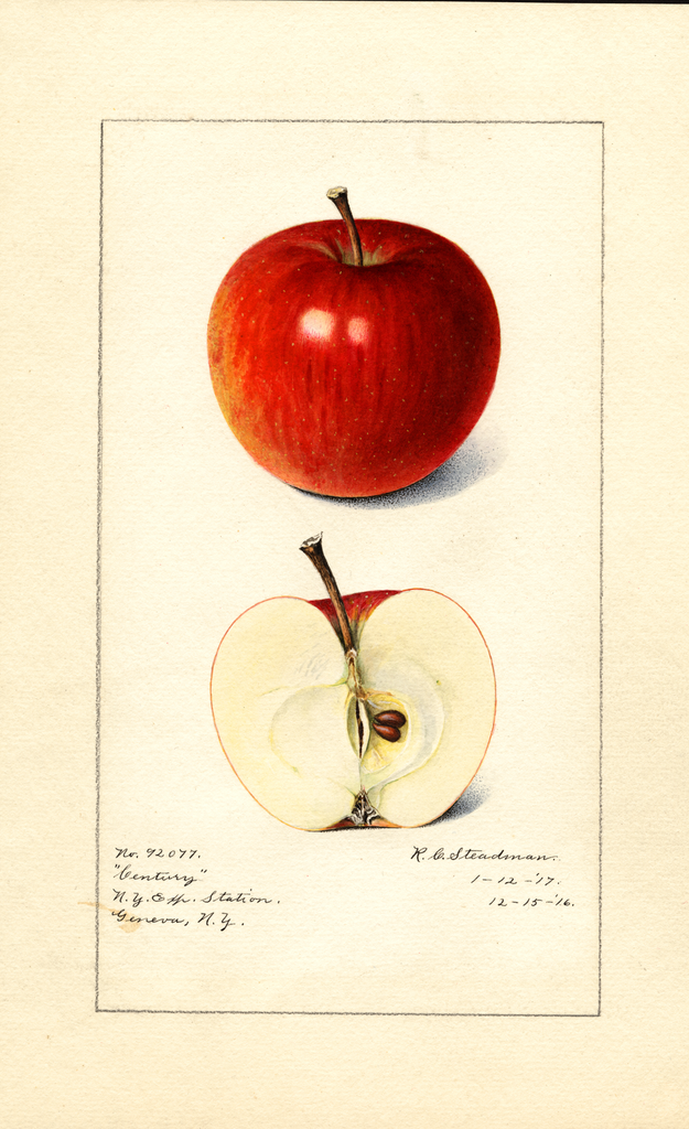 Apples, Century (1917)