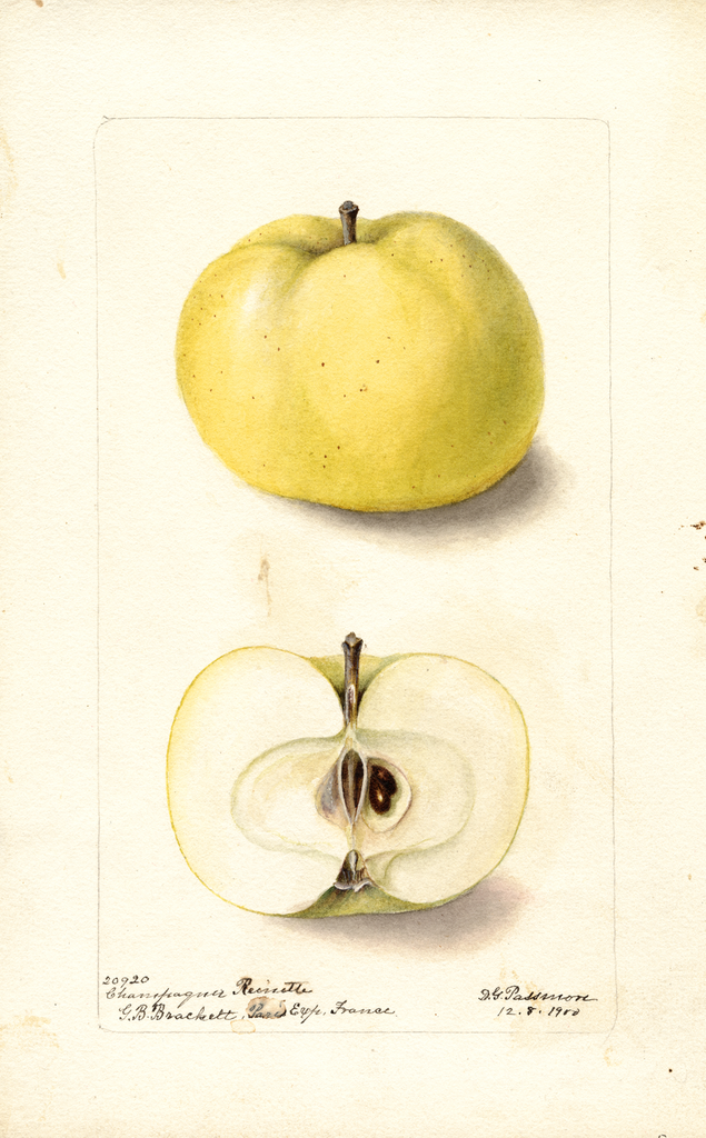 Apples, Champagner Reinette (1900)