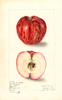 Apples, Charlamoff (1908)