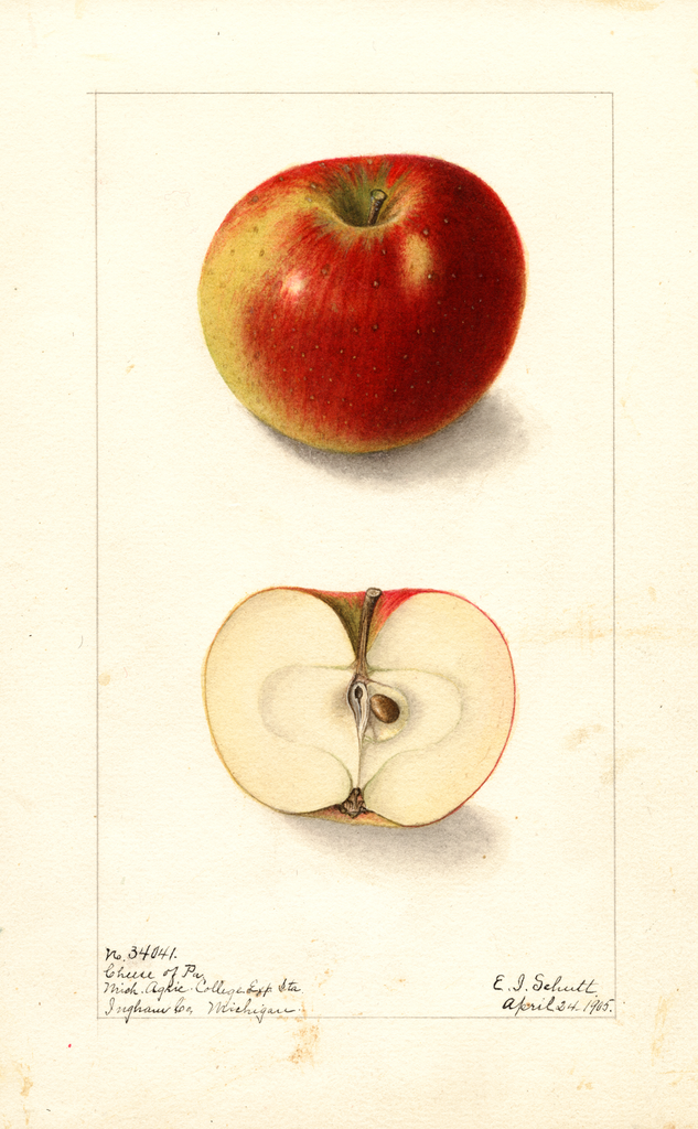 Apples, Cheese Of Pa. (1905)