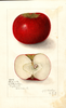 Apples, Cheese Of Pa. (1911)