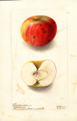 Apples, Cheese Of Pennyslvania (1903)